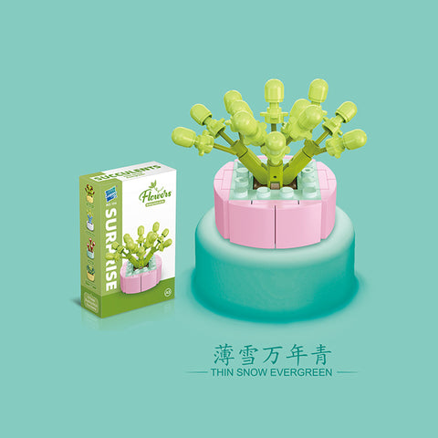 Succulent - Blocks Boy