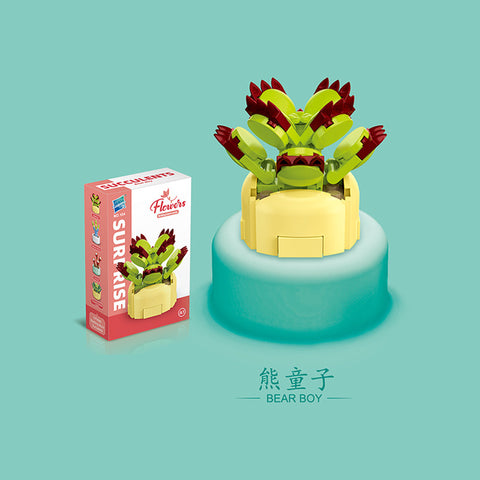 Succulent - Blocks Boy