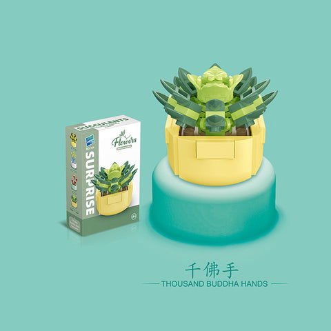 Succulent - Blocks Boy